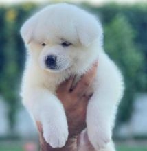 Amazing Akita inu puppies for adoption
