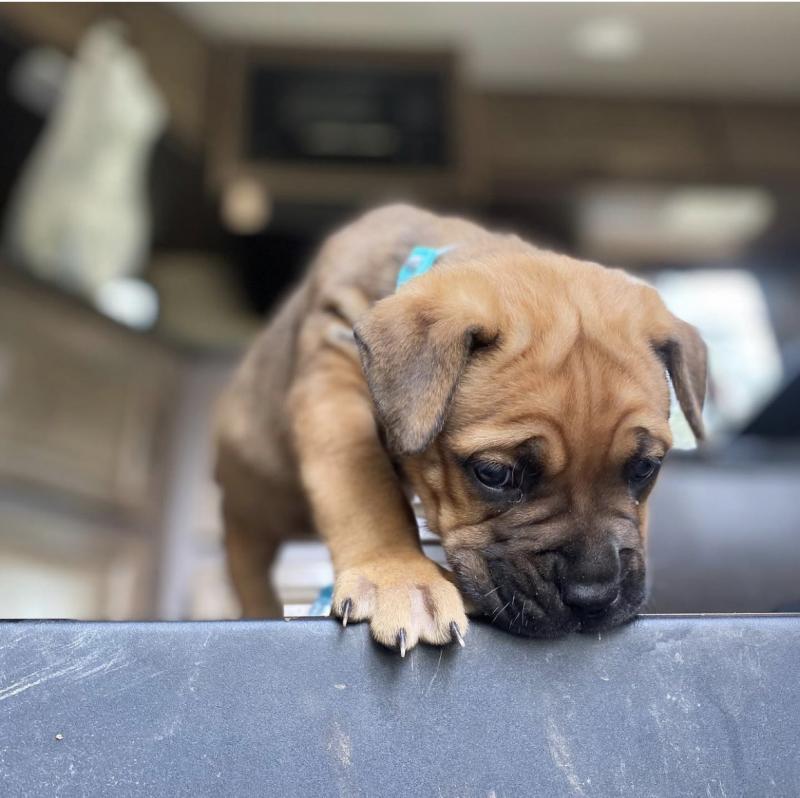 Cane corso puppies for adoption , male and female available Image eClassifieds4u