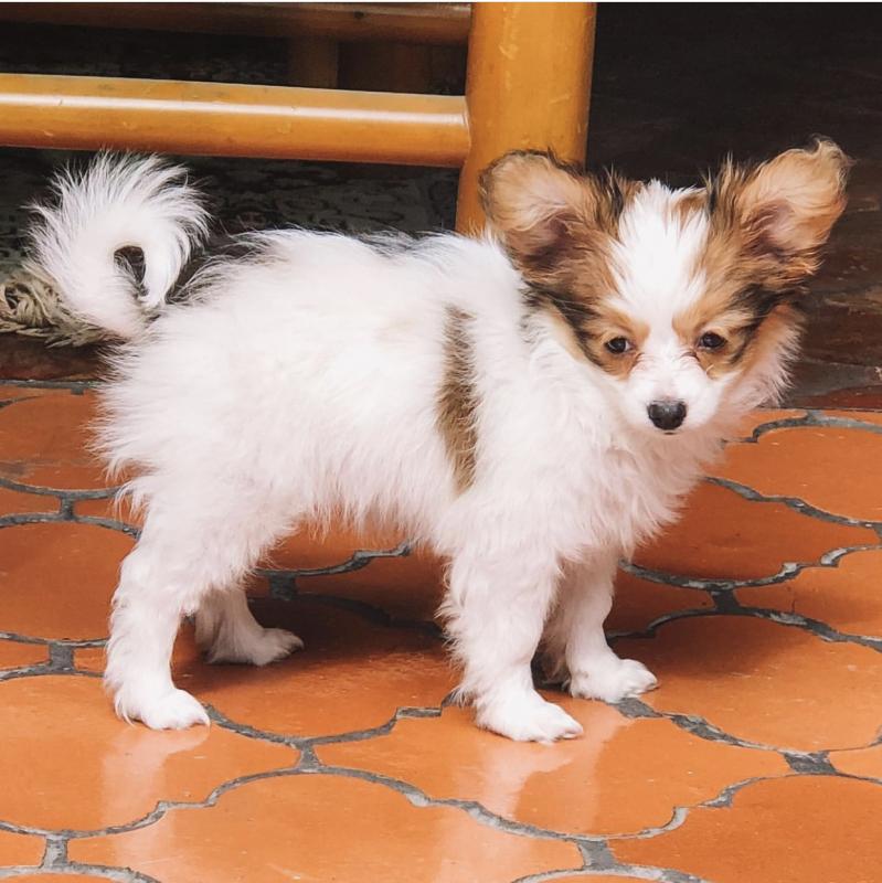 Cute Papillon puppies for adoption Image eClassifieds4u
