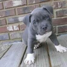💗🟥🍁🟥 C.K.C MALE AND FEMALE Blue Nose American Pitbull Terrier PUPPIES 💗🟥🍁🟥 Image eClassifieds4u 2