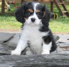 💗🟥🍁🟥 C.K.C MALE AND FEMALE CAVALIER KING CHARLES SPANIEL PUPPIES 💗🟥🍁🟥 Image eClassifieds4u 2
