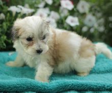💗🟥🍁🟥 C.K.C MALE AND FEMALE MALTIPOO PUPPIES AVAILABLE 💗🟥🍁🟥 Image eClassifieds4u 3