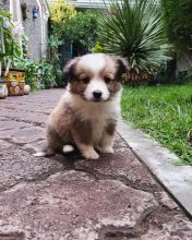 💗🟥🍁🟥 C.K.C MALE AND FEMALE Sheltie PUPPIES AVAILABLE 💗🟥🍁🟥 Image eClassifieds4u 2