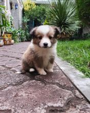 🟥🍁🟥 CKC Sheltie PUPPIES AVAILABLE 💗🟥🍁🟥 Image eClassifieds4u 2