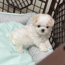 🟥🍁🟥 LOVELY 🟥🍁🟥 CANADIAN 🐶🐶 MALTIPOO PUPPIES $650 🟥🍁🟥 Image eClassifieds4u 4