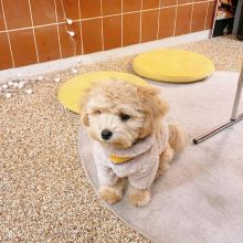 🟥🍁🟥 LOVELY 🟥🍁🟥 CANADIAN 🐶🐶 MALTIPOO PUPPIES $650 🟥🍁🟥 Image eClassifieds4u 4