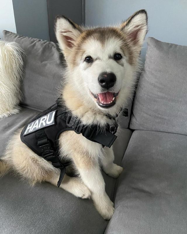 🟥🍁🟥 CANADIAN PEDIGREE 🐕🐕 ALASKAN MALAMUTE 🐶 PUPPIES 🟥🍁🟥 Image eClassifieds4u