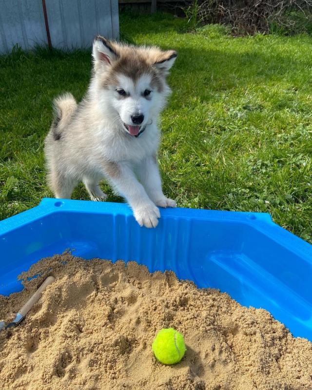 🟥🍁🟥 CANADIAN PEDIGREE 🐕🐕 ALASKAN MALAMUTE 🐶 PUPPIES 🟥🍁🟥 Image eClassifieds4u
