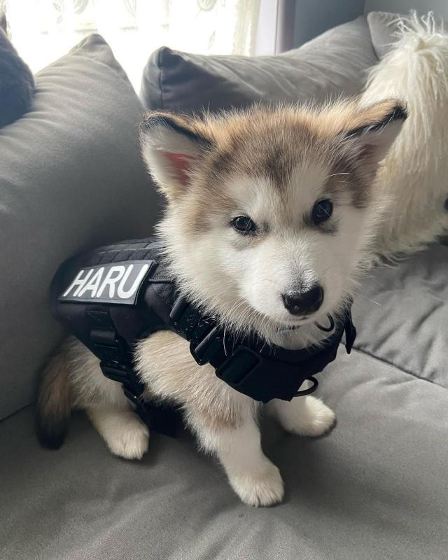 🟥🍁🟥 CANADIAN PEDIGREE 🐕🐕 ALASKAN MALAMUTE 🐶 PUPPIES 🟥🍁🟥 Image eClassifieds4u