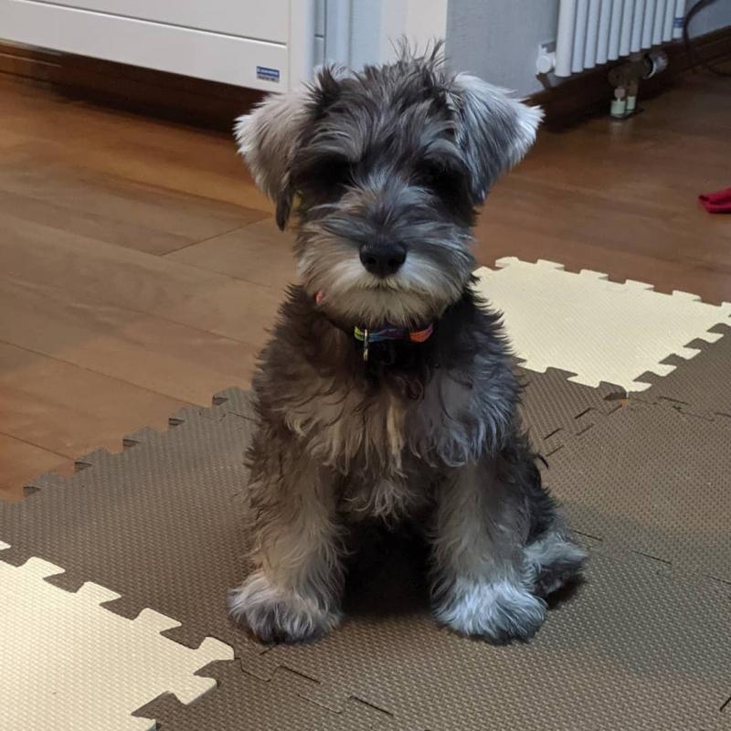 🟥🍁🟥 CANADIAN PEDIGREE 🐕🐕 MINIATURE SCHNAUZER 🐶PUPPIES 🟥🍁🟥 Image eClassifieds4u