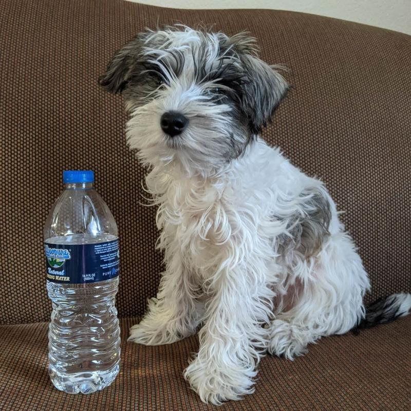 🟥🍁🟥 CANADIAN PEDIGREE 🐕🐕 MINIATURE SCHNAUZER 🐶PUPPIES 🟥🍁🟥 Image eClassifieds4u