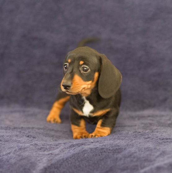 🟥🍁🟥 CANADIAN REGISTERED 🐶DACHSHUND 🐶 PUPPIES 650$🐕🐕 Image eClassifieds4u