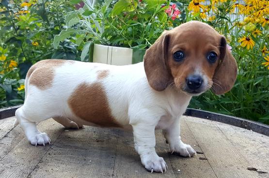 🟥🍁🟥 CANADIAN REGISTERED 🐶DACHSHUND 🐶 PUPPIES 650$🐕🐕 Image eClassifieds4u