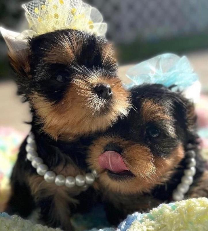 🟥🍁🟥 CANADIAN 🐶 YORKSHIRE TERRIER 🐶PUPPIES 650$🐕🐕 Image eClassifieds4u