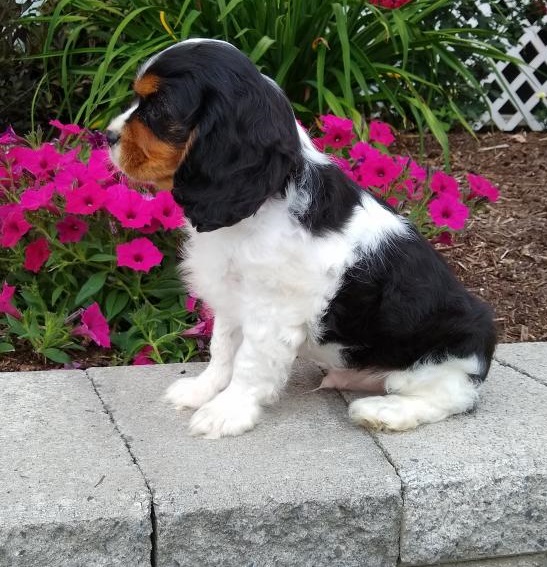 🟥🍁🟥 PEDIGREE 🐕🐕 CAVALIER KING CHARLES SPANIEL 🐶 PUPPIES 🟥🍁🟥 Image eClassifieds4u