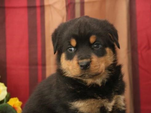 🟥🍁🟥 POTTY TRAINED 💗 ROTTWEILER 🐕🐕 PUPPIES 650$🟥🍁🟥 Image eClassifieds4u
