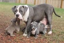 🟥🍁🟥 CANADIAN BLUE NOSE AMERICAN PITBULL TERRIER 🐶PUPPIES 650$🐕🐕 Image eClassifieds4u 2