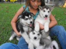 🟥🍁🟥 CANADIAN PEDIGREE 🐕🐕 ALASKAN MALAMUTE 🐶 PUPPIES 🟥🍁🟥 Image eClassifieds4u 2