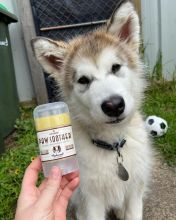 🟥🍁🟥 CANADIAN PEDIGREE 🐕🐕 ALASKAN MALAMUTE 🐶 PUPPIES 🟥🍁🟥 Image eClassifieds4u 3