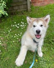 🟥🍁🟥 CANADIAN PEDIGREE 🐕🐕 ALASKAN MALAMUTE 🐶 PUPPIES 🟥🍁🟥 Image eClassifieds4u 3
