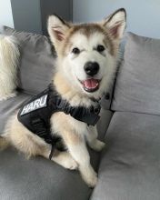 🟥🍁🟥 CANADIAN PEDIGREE 🐕🐕 ALASKAN MALAMUTE 🐶 PUPPIES 🟥🍁🟥 Image eClassifieds4u 1