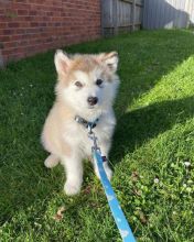 🟥🍁🟥 CANADIAN PEDIGREE 🐕🐕 ALASKAN MALAMUTE 🐶 PUPPIES 🟥🍁🟥 Image eClassifieds4u 4