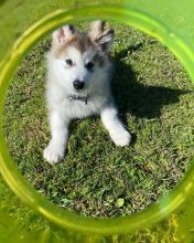🟥🍁🟥 CANADIAN PEDIGREE 🐕🐕 ALASKAN MALAMUTE 🐶 PUPPIES 🟥🍁🟥 Image eClassifieds4u 4