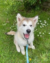 🟥🍁🟥 CANADIAN PEDIGREE 🐕🐕 ALASKAN MALAMUTE 🐶 PUPPIES 🟥🍁🟥 Image eClassifieds4u 4
