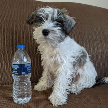 🟥🍁🟥 CANADIAN PEDIGREE 🐕🐕 MINIATURE SCHNAUZER 🐶PUPPIES 🟥🍁🟥 Image eClassifieds4u 3