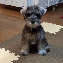 🟥🍁🟥 CANADIAN PEDIGREE 🐕🐕 MINIATURE SCHNAUZER 🐶PUPPIES 🟥🍁🟥 Image eClassifieds4u 3