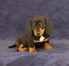 🟥🍁🟥 CANADIAN REGISTERED 🐶DACHSHUND 🐶 PUPPIES 650$🐕🐕 Image eClassifieds4u 2