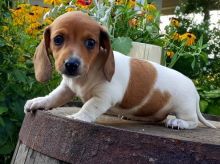 🟥🍁🟥 CANADIAN REGISTERED 🐶DACHSHUND 🐶 PUPPIES 650$🐕🐕 Image eClassifieds4u 3