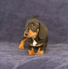 🟥🍁🟥 CANADIAN REGISTERED 🐶DACHSHUND 🐶 PUPPIES 650$🐕🐕 Image eClassifieds4u 3
