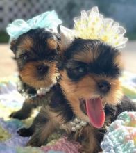 🟥🍁🟥 CANADIAN 🐶 YORKSHIRE TERRIER 🐶PUPPIES 650$🐕🐕 Image eClassifieds4u 4