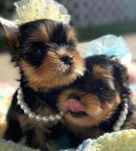 🟥🍁🟥 CANADIAN 🐶 YORKSHIRE TERRIER 🐶PUPPIES 650$🐕🐕 Image eClassifieds4u 3