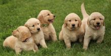 🟥🍁🟥 C.K.C MALE AND FEMALE GOLDEN RETRIEVERS PUPPIES 🟥🍁🟥 Image eClassifieds4u 2