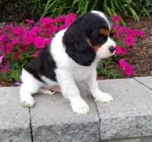 🟥🍁🟥 PEDIGREE 🐕🐕 CAVALIER KING CHARLES SPANIEL 🐶 PUPPIES 🟥🍁🟥 Image eClassifieds4u 2
