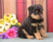🟥🍁🟥 POTTY TRAINED 💗 ROTTWEILER 🐕🐕 PUPPIES 650$🟥🍁🟥 Image eClassifieds4u 3