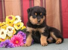 🟥🍁🟥 POTTY TRAINED 💗 ROTTWEILER 🐕🐕 PUPPIES 650$🟥🍁🟥 Image eClassifieds4u 2