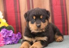 🟥🍁🟥 POTTY TRAINED 💗 ROTTWEILER 🐕🐕 PUPPIES 650$🟥🍁🟥 Image eClassifieds4u 3
