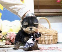 Cute Yorkie puppies for sale Image eClassifieds4u 4