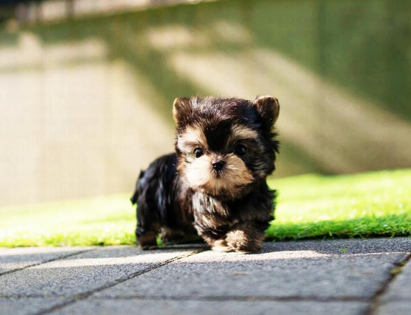 Morkie puppies available for sale Image eClassifieds4u