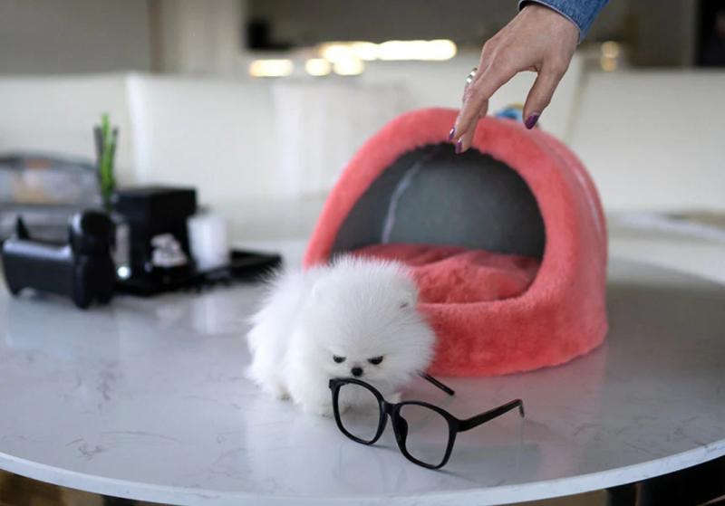 Pomeranian puppies available Image eClassifieds4u