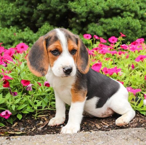 🟥🍁🟥 C.K.C MALE AND FEMALE BEAGLE PUPPIES 🟥🍁🟥 Image eClassifieds4u