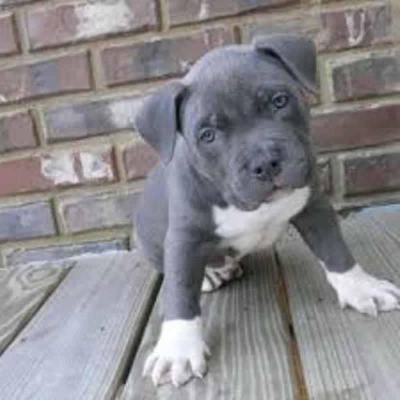 🟥🍁🟥 C.K.C MALE AND FEMALE Blue Nose American Pitbull Terrier PUPPIES 🟥🍁🟥 Image eClassifieds4u