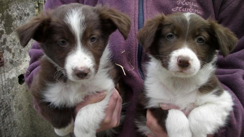 🟥🍁🟥C.K.C MALE AND FEMALE BORDER COLLIE PUPPIES 🟥🍁🟥 Image eClassifieds4u