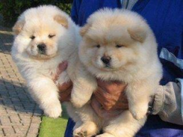 🟥🍁🟥 C.K.C MALE AND FEMALE CHOW CHOW PUPPIES 🟥🍁🟥 Image eClassifieds4u