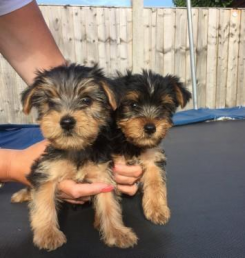 🟥🍁🟥 C.K.C MALE AND FEMALE Female YORKSHIRE TERRIER PUPPIES 🟥🍁🟥 Image eClassifieds4u