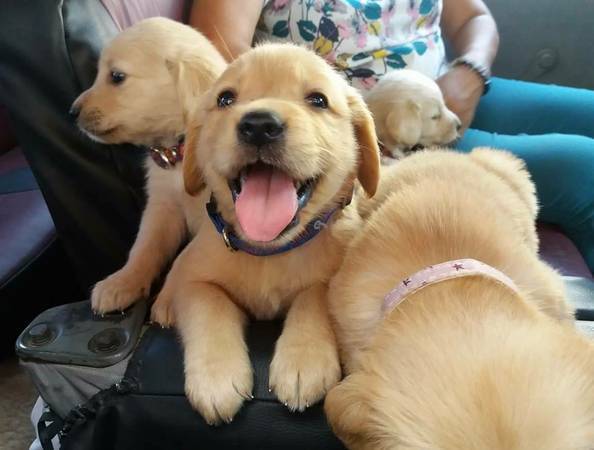 🟥🍁🟥 C.K.C MALE AND FEMALE GOLDEN RETRIEVERS PUPPIES 🟥🍁🟥 Image eClassifieds4u