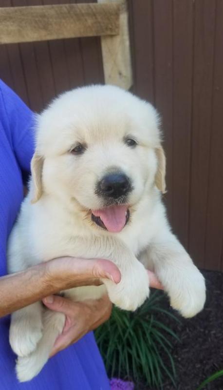 🟥🍁🟥 C.K.C MALE AND FEMALE GOLDEN RETRIEVERS PUPPIES 🟥🍁🟥 Image eClassifieds4u